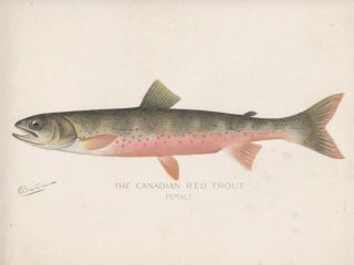 Antique Fish Print: Red Throat Or Rocky Mountain Trout By Denton 1902