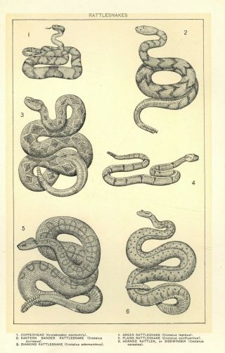 Vintage Rattlesnake Print - Ca.  1900 - Illustrated Book Plate For Framing