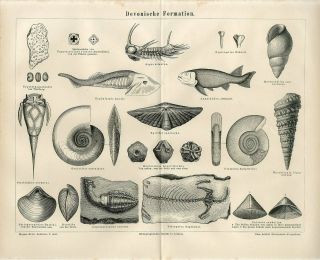 1874 Prehistoric Devonian Shell Fish Spirifer Telerpeton Antiqueengraving Print