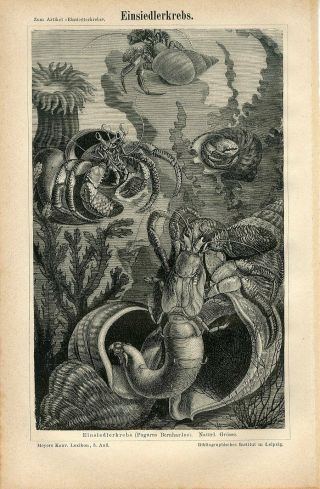 1874 Marine Hermit Crab Sea Anemone Shell Antique Engraving Print