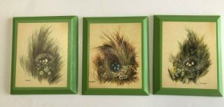 3 Vintage Audubon Eggs In Bird Nest Wayne Andrews Prints 1970 