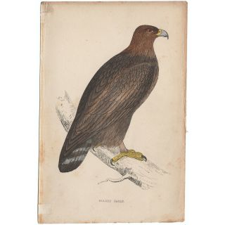 Morris Antique 1863 Hand - Colored Engraving,  Bird Print,  Pl 4 Golden Eagle