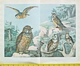 Owls,  Strix Bubo,  S.  Otus,  S.  Aluco,  S.  Flammea,  S.  Passerina,  Schubert,  Lg.  Hndc.  Litho,  1868