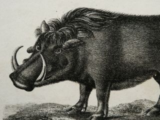1832 Antique Lithograph Of A Razorback.  Wild Boar.  Wild Pig.  188 Years Old Print
