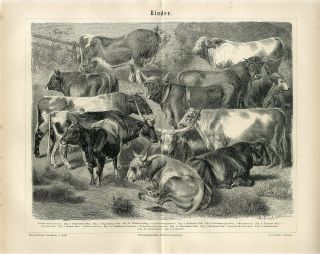 1874 Cattle Cows Bulls Breeds Antique Engraving Print