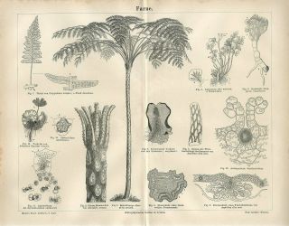 1874 Ferns Giant Fern Tree Fern Plants Antique Engraving Print