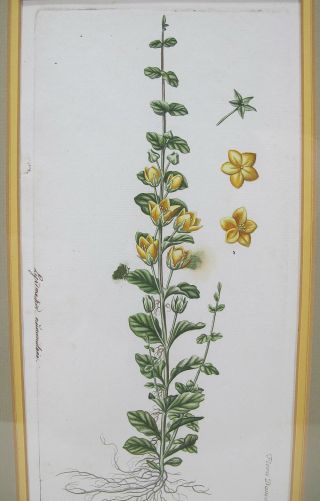 Antique C 1770 Georg Christian Oeder Botanical Print Flora Danica Moneywort Yqz