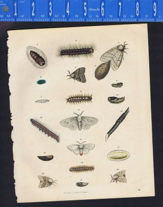 Moths,  Caterpillars,  Larvae/pupa,  Hand Colored Schach Lithograph - 1843