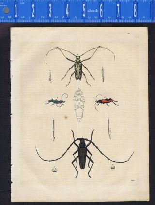 Crickets,  Insects,  Hand Colored Schach Lithograph - 1843 Stuttgart Hand Colored