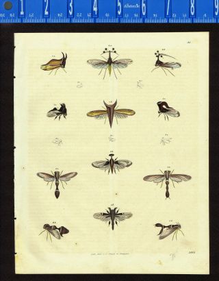 Flying Insects,  Hand Colored Schach Lithograph - 1844 Stuttgart Hand Colored