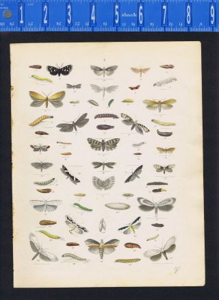 Array Of Moths In Stages Of Life - Insects,  Hand Colored Lithograph - C1843