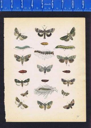 Moths Life Stages,  Caterpillar,  Pupa,  Insects,  Hand Colored Lithograph - C1843
