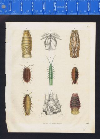 Beetles & Their Anatomy - Insects,  Hand Colored Schach Lithograph - 1844