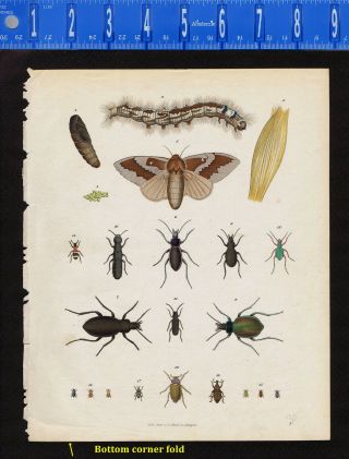 Beetles,  Moth,  Caterpillar,  Pupa,  Hand Colored Schach Lithograph - C1843