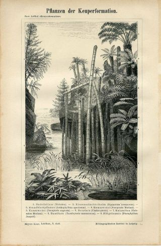 1874 Prehistoric Flora Trees Fern Antique Engraving Print