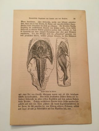Kp17) Prehistoric Horseshoe Crab Animal Fossil 1887 German Engraving 91