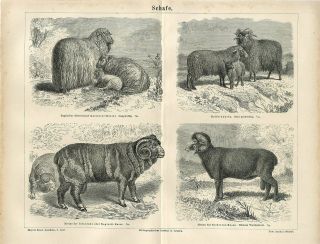 1874 Leicester Sheep Rams Merino English Sheep Breeds Antique Engraving Print