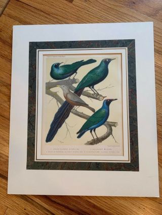 Matted Antique Bird Print (starlings And Mynah) From Cassell 