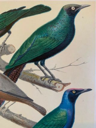 Matted Antique Bird Print (Starlings and Mynah) from Cassell ' s Canaries Book 3