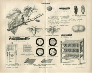 1875 Silkworm Moth Silk Making Process Instruments Antique Engraving Print