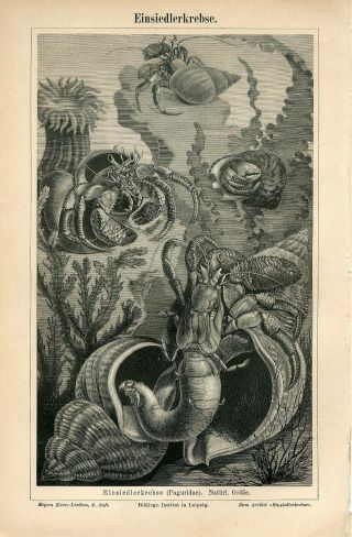 1887 Marine Hermit Crab Shell Sea Anemone Antique Engraving Print
