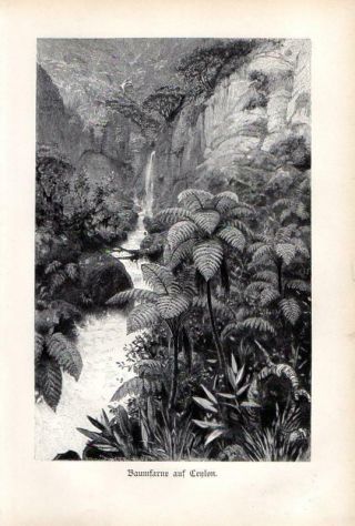 1896 Kerner Lithograph Tree Ferns