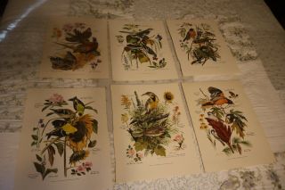 Arthur Singer Bird Prints.  6 Prints From Set Of 8 Print 3 - 8.  Unframed