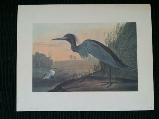 1985 Blue Heron Bird Art Print By John James Audubon,  Wyoming.  Pre - Owned.  S1