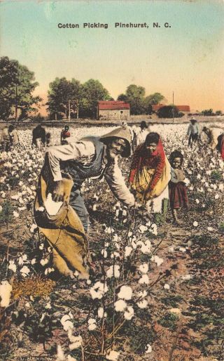 Nc - 1928 Black Americana Cotton Picking Family At Pinehurst,  North Carolina