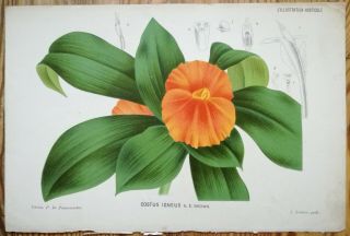 Linden Illustration Horticole Botany Colored Print Costus Igneus - 1883