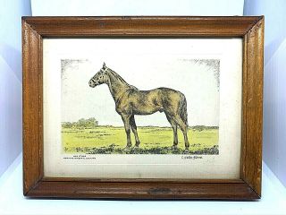 Rare Vtg C.  Winston Haberer Etching Man O’ War Race Horse In 6.  5” X 5”