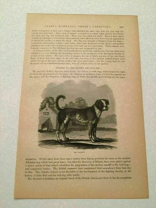 Kp3) Mastiff Tibetan Dog Canine Animal Kingdom 1894 Engraving