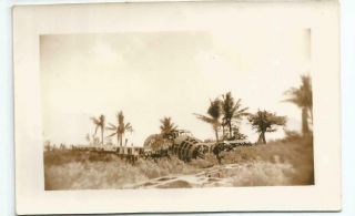 Ww2 Photo - Wrecked / Shot Down Japanese " Betty " Bomber On Guam