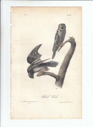 1st Ed Audubon Birds Of America Octavo Print 1840: Hawk Owl.  27