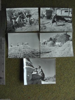 Wwii 1944 Grossetto Italy Wheat Harvest Threshing Dragging Chaff 5photo