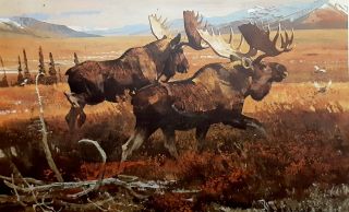 Bob Kuhn Bull Moose Official Remington Arms Print Sporting Art Hunting
