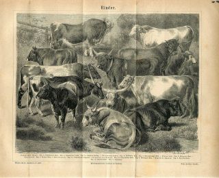1876 Cattle Cows Bulls Breeds Antique Engraving Print