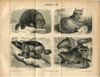 1876 Lynx Wolverine Sea Otter Raccoon Antique Engraving Print
