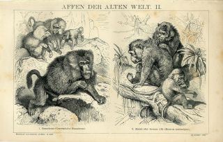 1882 Hamadryas Baboon & Crab - Eating Macaque Antique Engraving Print F.  Specht