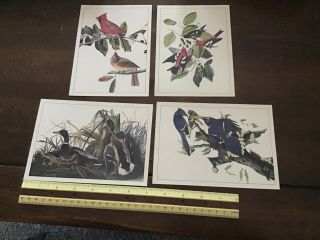 Set Of Four Lithographs By John James Audubon Birds Of America Size 5 " X 7 " Each