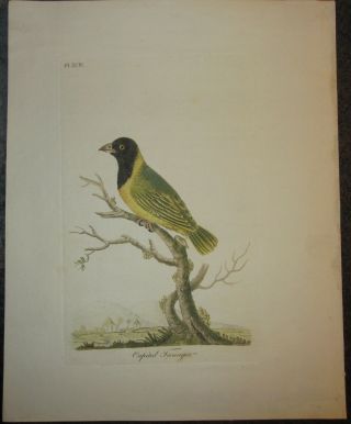 John Latham " Capital Tanager Plate Xciv " The General History Of Birds 1821 - 1828