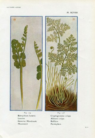 1900s Moonwort And Parsley Fern Plants Antique Litho Print Henry Correvon