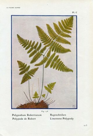 1900s Limestone Polypody Fern Plants Antique Litho Print Henry Correvon