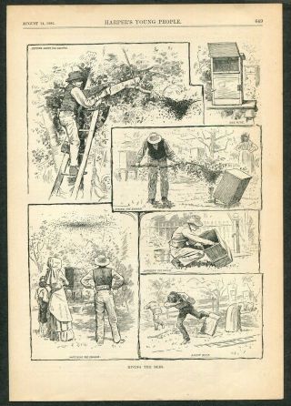 1883 Antique Print Of Bee Keeping Honey Bee Hives - Hiving The Bees