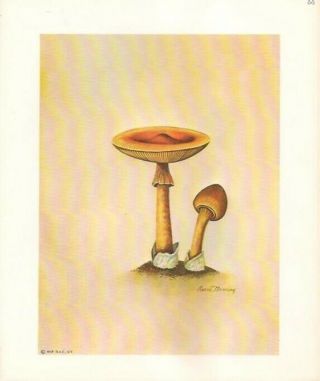 Ruane Manning Mushroom Art Prints Set Of 4 Dated 1969
