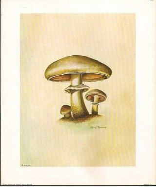 Ruane manning mushroom art prints set of 4 Dated 1969 2