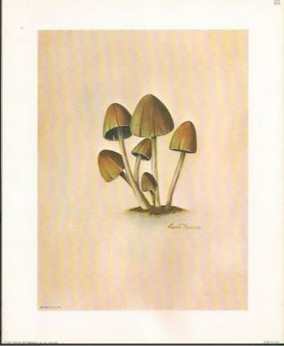 Ruane manning mushroom art prints set of 4 Dated 1969 3