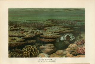 1890 Brehm Coral Reef Life Fish Antique Chromolithograph Print E.  Ransonnet
