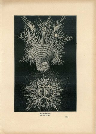 C1900 Ernst Haeckel Radiolaria Antique Litho Print H.  Kraemer