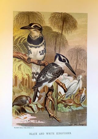 Antique Color Plate From The Book Animate Creation.  Vol Iii 1898.  Kingfisher